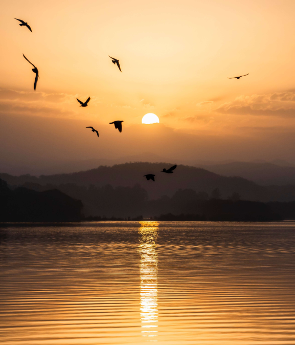 Picture of birds and sunset